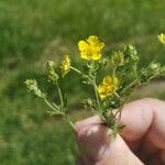 Potentilla neglectaKwiat