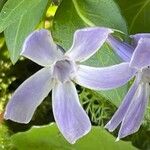 Vinca difformis Flor