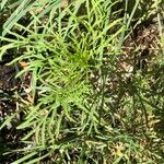 Cosmos parviflorus Leaf