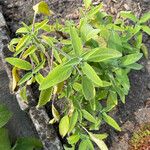 Salvia officinalis Листок