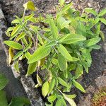 Salvia officinalisLeaf