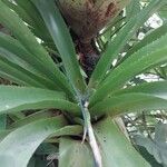 Aechmea serrata 葉