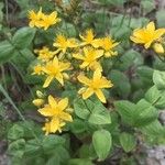 Hypericum bithynicum Flower