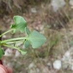 Rumex scutatus برگ