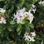 Daphne tangutica Blüte