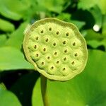 Nelumbo nuciferaFrugt