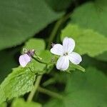 Lunaria redivivaപുഷ്പം