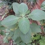 Plectranthus barbatus Levél