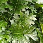 Acanthus mollisFuelha