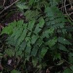 Thelypteris biolleyi Blatt