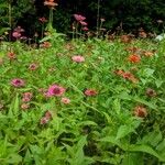 Zinnia peruvianaBlüte