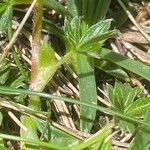 Potentilla brauneana Blad