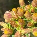 Pentanema squarrosum Flower