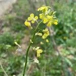 Sisymbrium orientale Blomst