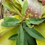 Ardisia elliptica Blatt