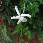 Jasminum grandiflorum Квітка