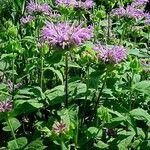 Monarda media Leaf