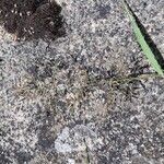 Eragrostis minor Maua