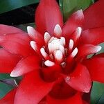 Guzmania lingulata 花