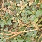 Alternanthera pungens List