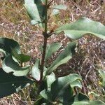 Euclea divinorum Leaf