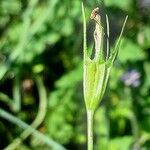 Campanula patula Fruit