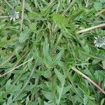 Taraxacum cucullatiforme 葉