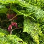 Podophyllum cv. 'Kaleidoscope' 花