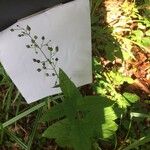 Scrophularia marilandica Fruit