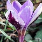 Crocus corsicus Flower