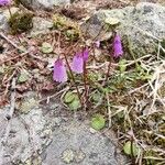 Soldanella pusilla Virág