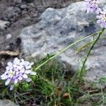 Iberis linifolia Fula