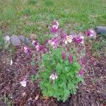 Aquilegia canadensis Habit