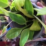 Hosta plantaginea 葉