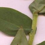Pulmonaria mollis Leaf