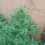 Sisymbrium officinale Leaf