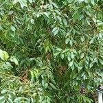 Syzygium cumini Frunză