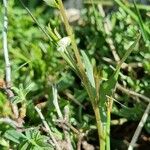 Polygala amarella Hábito