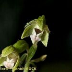 Epipactis rhodanensis 果實