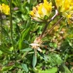 Anthyllis vulneraria Blatt