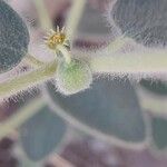Euphorbia petiolata Ovoce