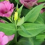 Eustoma russellianum Leaf