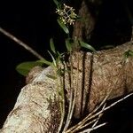 Dendrobium finetianum Habit