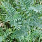 Onobrychis viciifolia Blatt