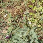 Althaea cannabina Hoja