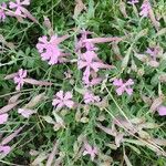 Silene schafta Flower