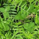 Galega officinalis Leaf