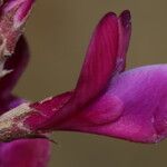 Hedysarum naudinianum Flor