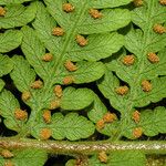 Hypolepis tenuifolia Лист