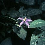 Solanum subinerme Blomma
